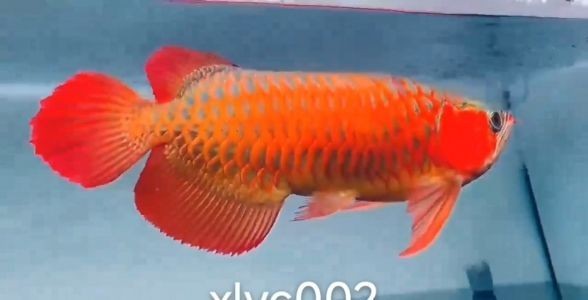 賽級紅龍魚
