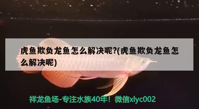 虎魚欺負龍魚怎么解決呢?(虎魚欺負龍魚怎么解決呢) 虎魚欺負龍魚怎么解決呢?(虎魚欺負龍魚怎么解決呢) 虎魚百科