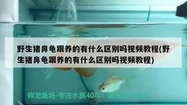 豬鼻龜是野生的還是人工繁殖的：豬鼻龜人工繁殖和野生的區別在哪里