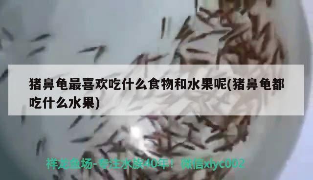 豬鼻龜最喜歡吃什么食物和水果呢(豬鼻龜都吃什么水果) 豬鼻龜最喜歡吃什么食物和水果呢(豬鼻龜都吃什么水果) 豬鼻龜百科
