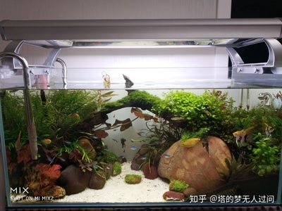 多大的魚缸合適
