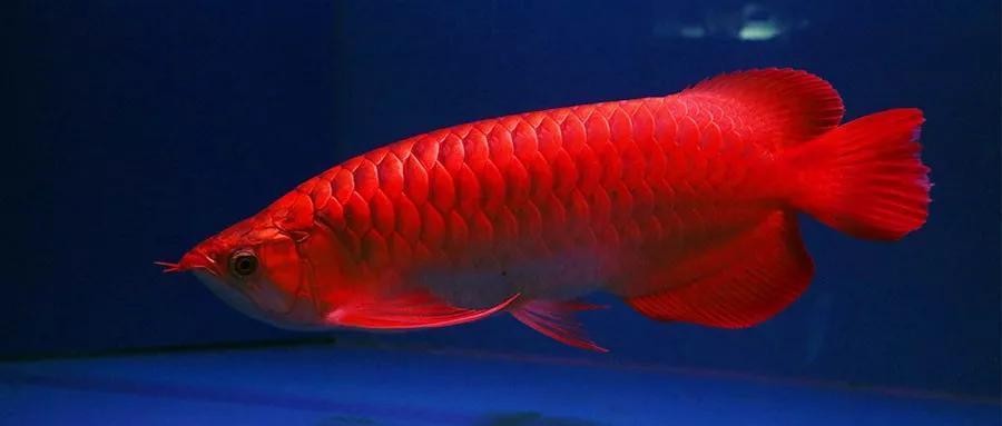 金龍魚用三基色燈還是白光燈