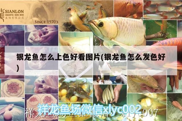 銀龍魚怎么上色好看圖片(銀龍魚怎么發(fā)色好)