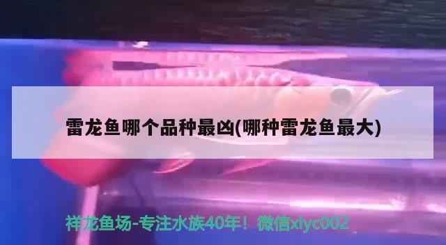雷龍魚哪個品種最兇(哪種雷龍魚最大) 雷龍魚哪個品種最兇(哪種雷龍魚最大) 虎魚百科