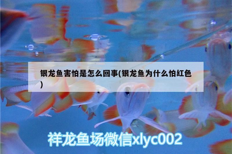 銀龍魚害怕是怎么回事(銀龍魚為什么怕紅色)