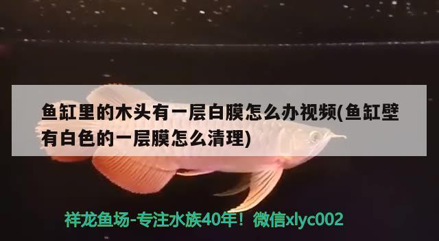 魚缸里的木頭有一層白膜怎么辦視頻(魚缸壁有白色的一層膜怎么清理)