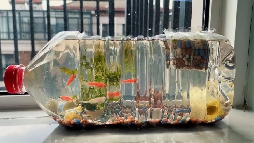 白酒瓶自制魚缸視頻：你沒見過的微觀世界，酒瓶改造成“魚缸”，又省錢了 白酒瓶自制魚缸視頻：你沒見過的微觀世界，酒瓶改造成“魚缸”，又省錢了 魚缸百科 第3張