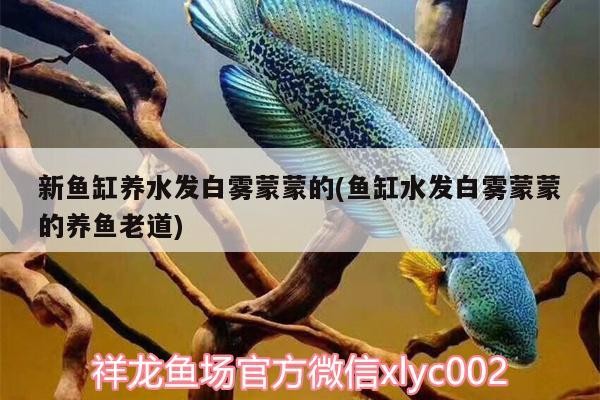 魚缸造景先放沙還是先放水(魚缸造景先鋪沙還是先放石頭) 新魚缸養(yǎng)水發(fā)白霧蒙蒙的(魚缸水發(fā)白霧蒙蒙的養(yǎng)魚老道) 虎魚百科 新魚缸養(yǎng)水發(fā)白霧蒙蒙的(魚缸水發(fā)白霧蒙蒙的養(yǎng)魚老道) 新魚缸養(yǎng)水發(fā)白霧蒙蒙的(魚缸水發(fā)白霧蒙蒙的養(yǎng)魚老道) 虎魚百科