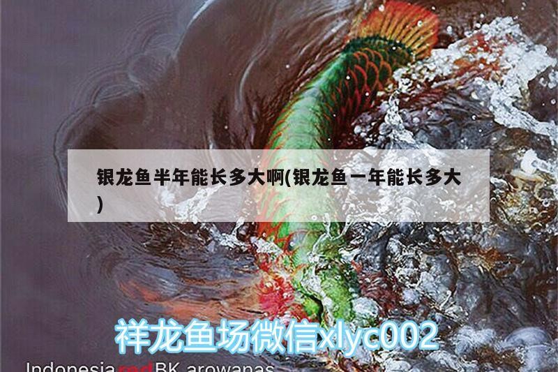 銀龍魚半年能長多大啊(銀龍魚一年能長多大) 銀龍魚半年能長多大啊(銀龍魚一年能長多大) 銀龍魚百科