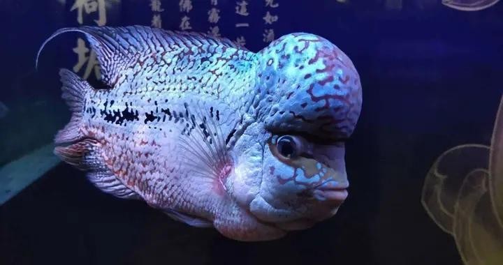 南昌市東湖區甫元水族行