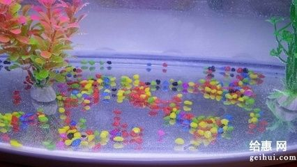 如何判斷金龍魚是否成年了：如何判斷金龍魚是否成年？