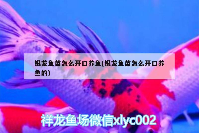 銀龍魚苗怎么開口養魚(銀龍魚苗怎么開口養魚的) 銀龍魚苗怎么開口養魚(銀龍魚苗怎么開口養魚的) 銀龍魚百科