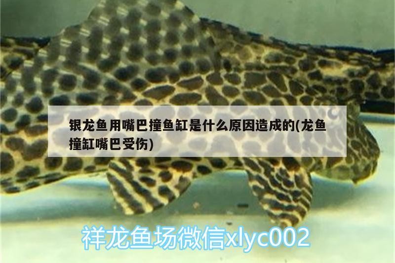 銀龍魚(yú)用嘴巴撞魚(yú)缸是什么原因造成的(龍魚(yú)撞缸嘴巴受傷)