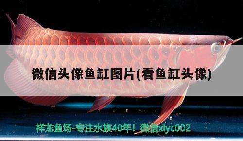 微信頭像魚缸圖片(看魚缸頭像)