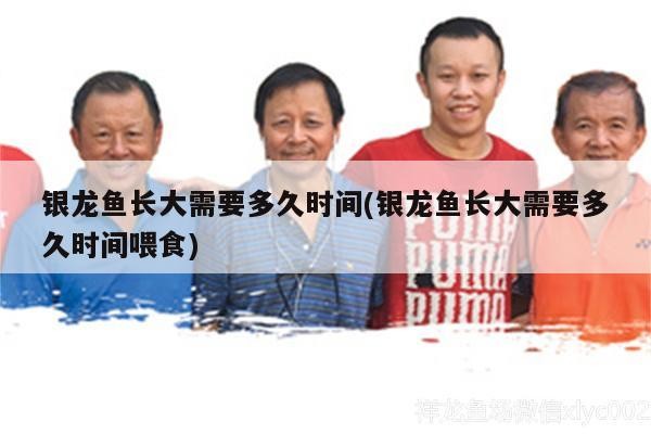 銀龍魚長大需要多久時間(銀龍魚長大需要多久時間喂食)