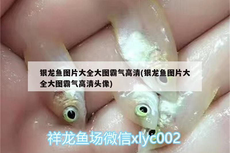 銀龍魚圖片大全大圖霸氣高清(銀龍魚圖片大全大圖霸氣高清頭像) 銀龍魚圖片大全大圖霸氣高清(銀龍魚圖片大全大圖霸氣高清頭像) 銀龍魚百科