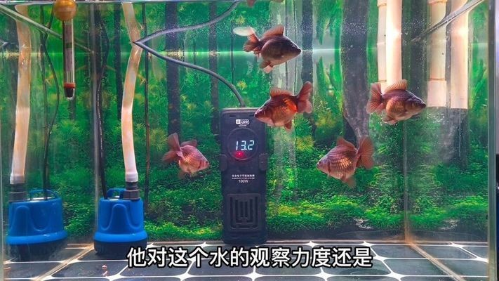 大桶水做魚缸好不好呢：大桶水是否適合用作魚缸，桶裝水養(yǎng)魚的優(yōu)缺點是什么