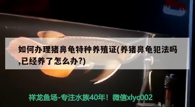龍魚散尾是好事還是壞事？（龍魚散尾是好事兒，養(yǎng)魚大有學(xué)問(wèn)在其中） 龍魚散尾是好事還是壞事？（龍魚散尾是好事兒，養(yǎng)魚大有學(xué)問(wèn)在其中） 觀賞魚百科 第1張