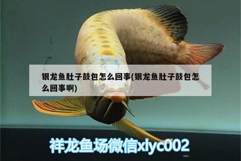 銀龍魚肚子鼓包怎么回事(銀龍魚肚子鼓包怎么回事啊)