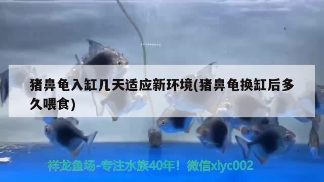 豬鼻龜入缸幾天適應新環境(豬鼻龜換缸后多久喂食)