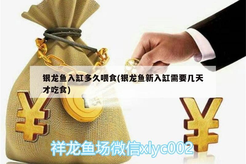 銀龍魚入缸多久喂食(銀龍魚新入缸需要幾天才吃食) 銀龍魚入缸多久喂食(銀龍魚新入缸需要幾天才吃食) 銀龍魚百科