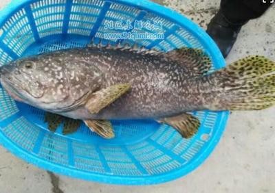 龍躉怎么讀 龍躉怎么讀 龍魚百科 第2張
