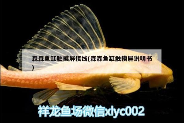 龍魚價格為什么那么貴呢：龍魚價格為什么那么貴呢圖片