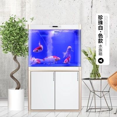 大魚水族魚缸:大魚水族魚缸是一種多功能的家居裝飾品 魚缸百科 第1張 大魚水族魚缸:大魚水族魚缸是一種多功能的家居裝飾品 大魚水族魚缸:大魚水族魚缸是一種多功能的家居裝飾品 魚缸百科 第1張