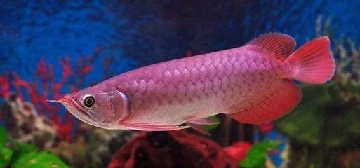 金龍魚苗的喂食方法是什么，金龍魚苗的喂食方法 金龍魚苗的喂食方法是什么，金龍魚苗的喂食方法 龍魚百科 第1張