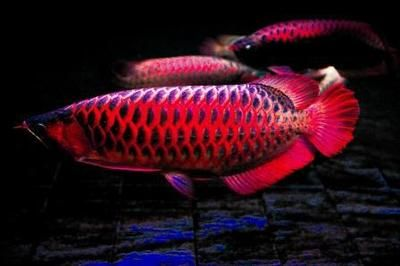 紅龍魚用什么顏色背景：關于紅龍魚背景顏色選擇的詳細信息
