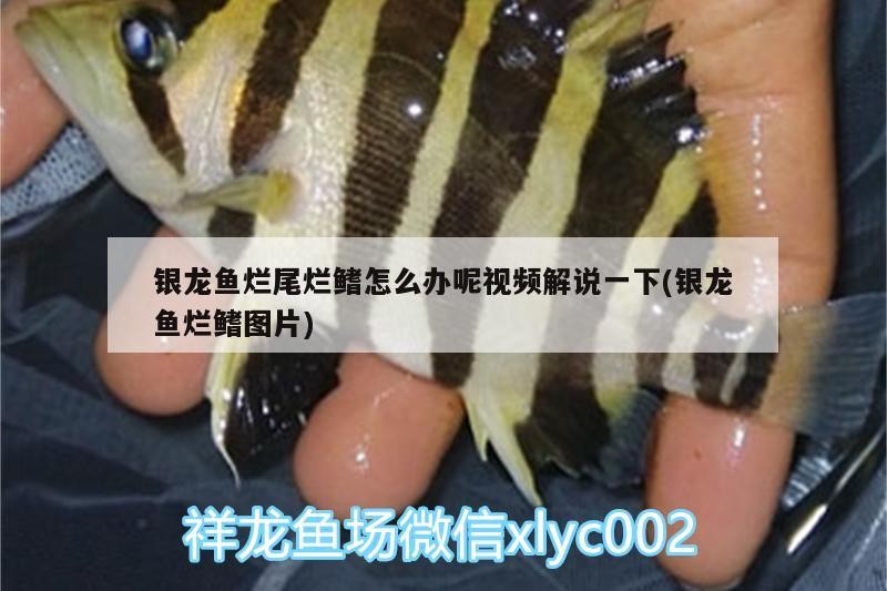 銀龍魚爛尾爛鰭怎么辦呢視頻解說一下(銀龍魚爛鰭圖片) 銀龍魚爛尾爛鰭怎么辦呢視頻解說一下(銀龍魚爛鰭圖片) 銀龍魚百科