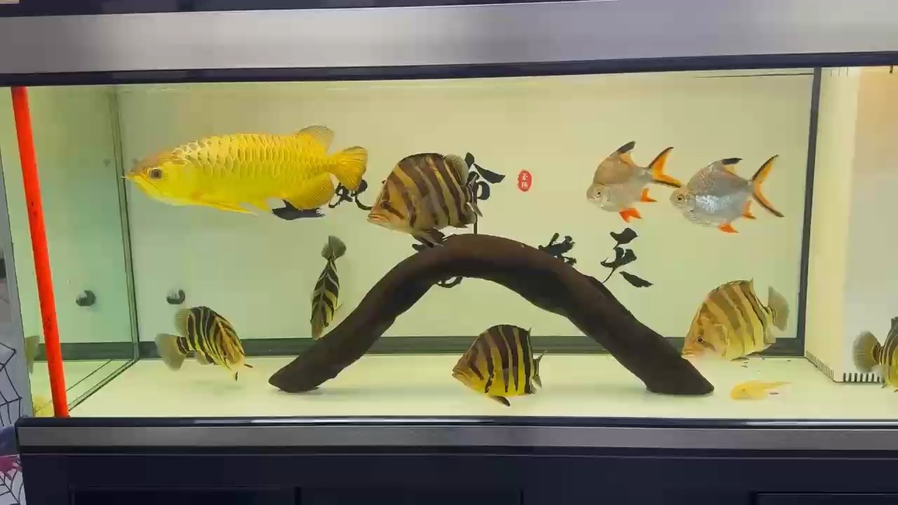 金條
