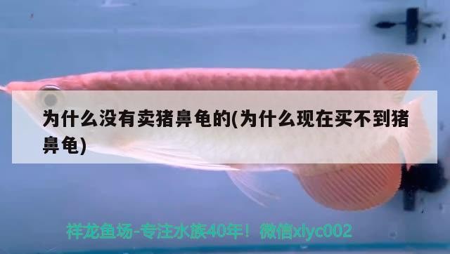 為什么沒(méi)有賣(mài)豬鼻龜?shù)?為什么現(xiàn)在買(mǎi)不到豬鼻龜)