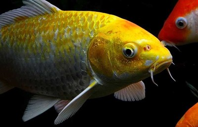 藍寶石關刀魚（藍寶石關刀魚好養嗎）