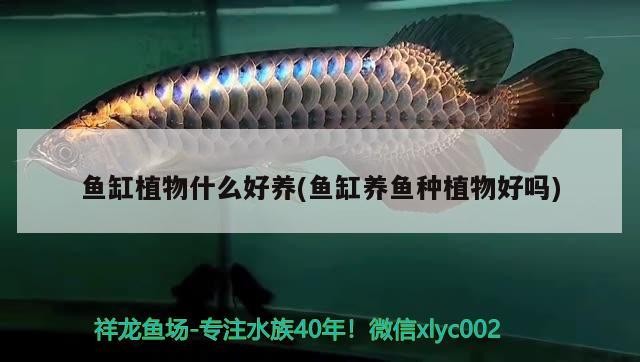 魚缸植物什么好養(yǎng)(魚缸養(yǎng)魚種植物好嗎)