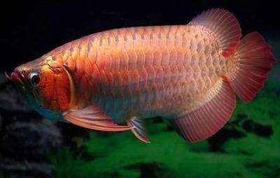 紅龍魚最高價7000萬：紅龍魚市場價值飆升至7000萬
