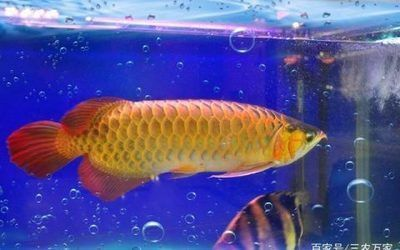 紅龍魚最高價7000萬：紅龍魚市場價值飆升至7000萬