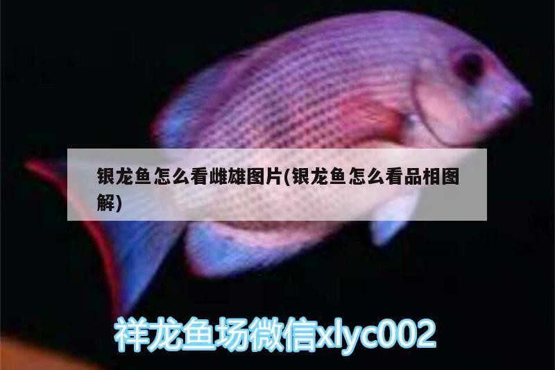 龍魚干蝦有營養(yǎng)嗎 銀龍魚怎么看雌雄圖片(銀龍魚怎么看品相圖解) 銀龍魚百科 銀龍魚怎么看雌雄圖片(銀龍魚怎么看品相圖解) 銀龍魚怎么看雌雄圖片(銀龍魚怎么看品相圖解) 銀龍魚百科