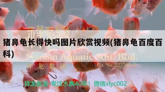 豬鼻龜長得快嗎圖片欣賞視頻(豬鼻龜百度百科)