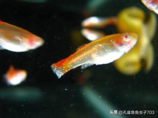 阜新紅龍魚價格2688貴嗎？