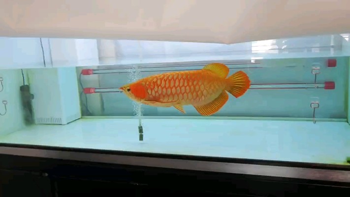 阜新紅龍魚價格2688貴嗎？