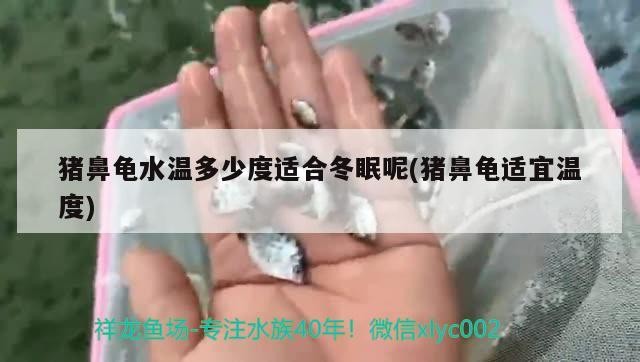 豬鼻龜水溫多少度適合冬眠呢(豬鼻龜適宜溫度) 豬鼻龜水溫多少度適合冬眠呢(豬鼻龜適宜溫度) 豬鼻龜百科