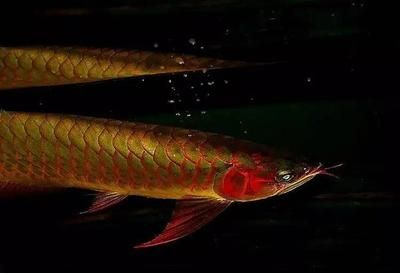 紅龍魚鱗片掉了多久能長出來新的：紅龍魚掉鱗后如何快速恢復，紅龍魚掉鱗后飲食調整建議