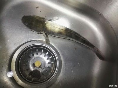 虎魚脫皮：虎魚脫皮怎么辦