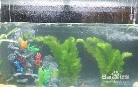 哈爾濱市動力區花卉大市場鼎豐熱帶水族行（哈爾濱花卉電話）