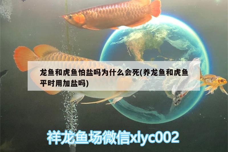 龍魚和虎魚怕鹽嗎為什么會死(養龍魚和虎魚平時用加鹽嗎)