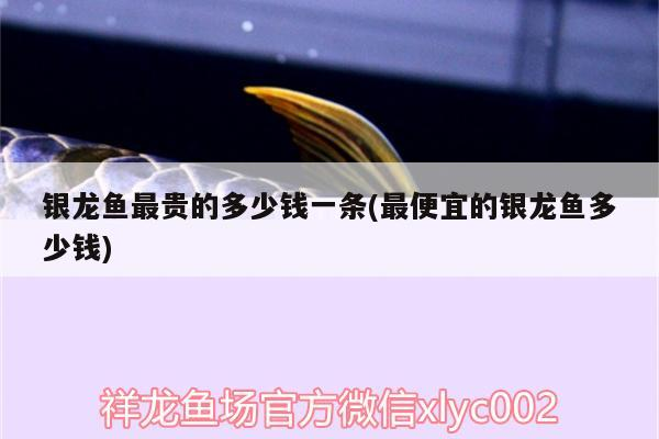 銀龍魚最貴的多少錢一條(最便宜的銀龍魚多少錢)