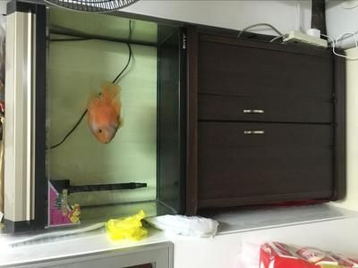 福安市怡情水族館(福安市怡情水族館地址) 全國水族館企業(yè)名錄 第2張 福安市怡情水族館(福安市怡情水族館地址) 福安市怡情水族館(福安市怡情水族館地址) 全國水族館企業(yè)名錄 第2張