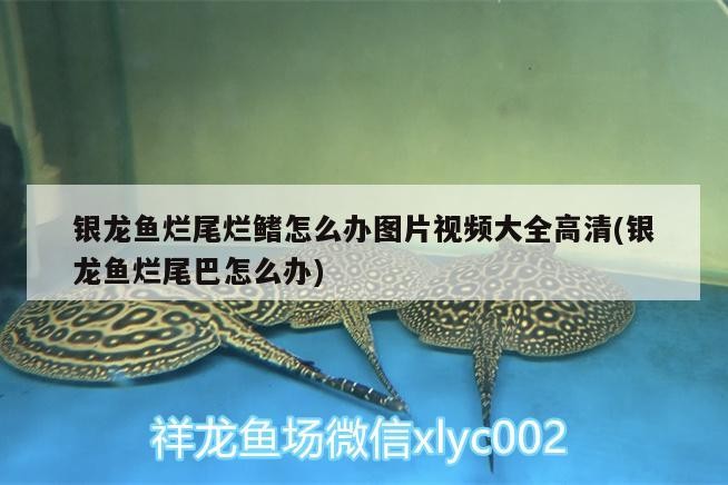 銀龍魚爛尾爛鰭怎么辦圖片視頻大全高清(銀龍魚爛尾巴怎么辦)