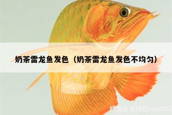 奶茶雷龍魚發色（奶茶雷龍魚發色不均勻）